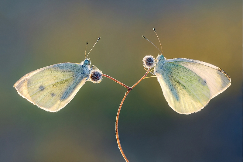 91 - BUTTERFLY MAGIC - SABOL PETAR - croatia.jpg